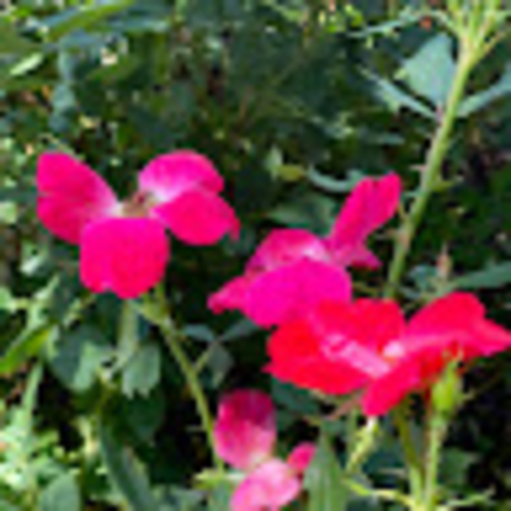 Meet your Posher, Miriam